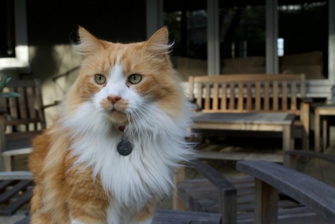 He’s Got Cat-itude: Local Cat Brings Happiness to Los Altos Community