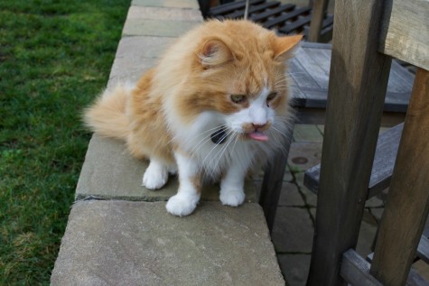 Willy sticks his tongue out at the camera. Photo by Francesca Fallow.