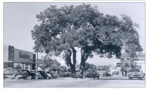 A large oak tree on the intersection of Main and First Streets, decorated annually by the volunteer fire department for the holidays. Photo courtesy Don McDonald. 