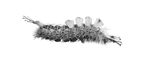 Caterpillars invade Bay Area: We’ll survive, but the trees won’t