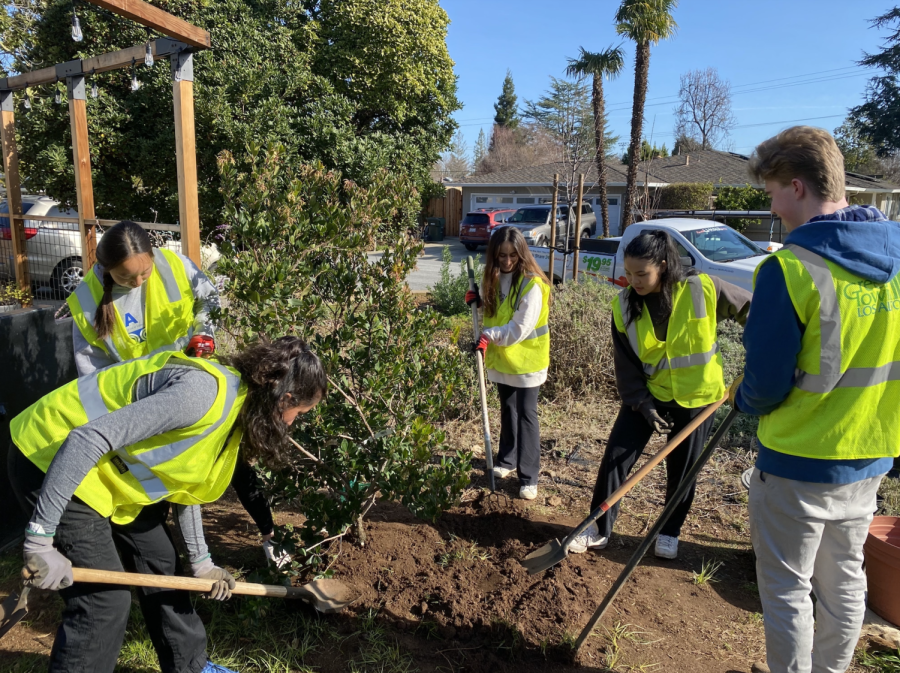 A group of students plant trees as part of a Green Team collaboration with Green Town Los Altos.