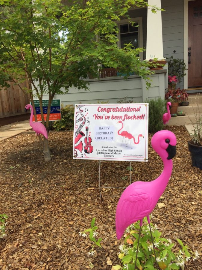Flamingo Flocking is a time-honored tradition at Los Altos High School. The donor can surprise their friends or family with a flock of pink flamingos and a note.