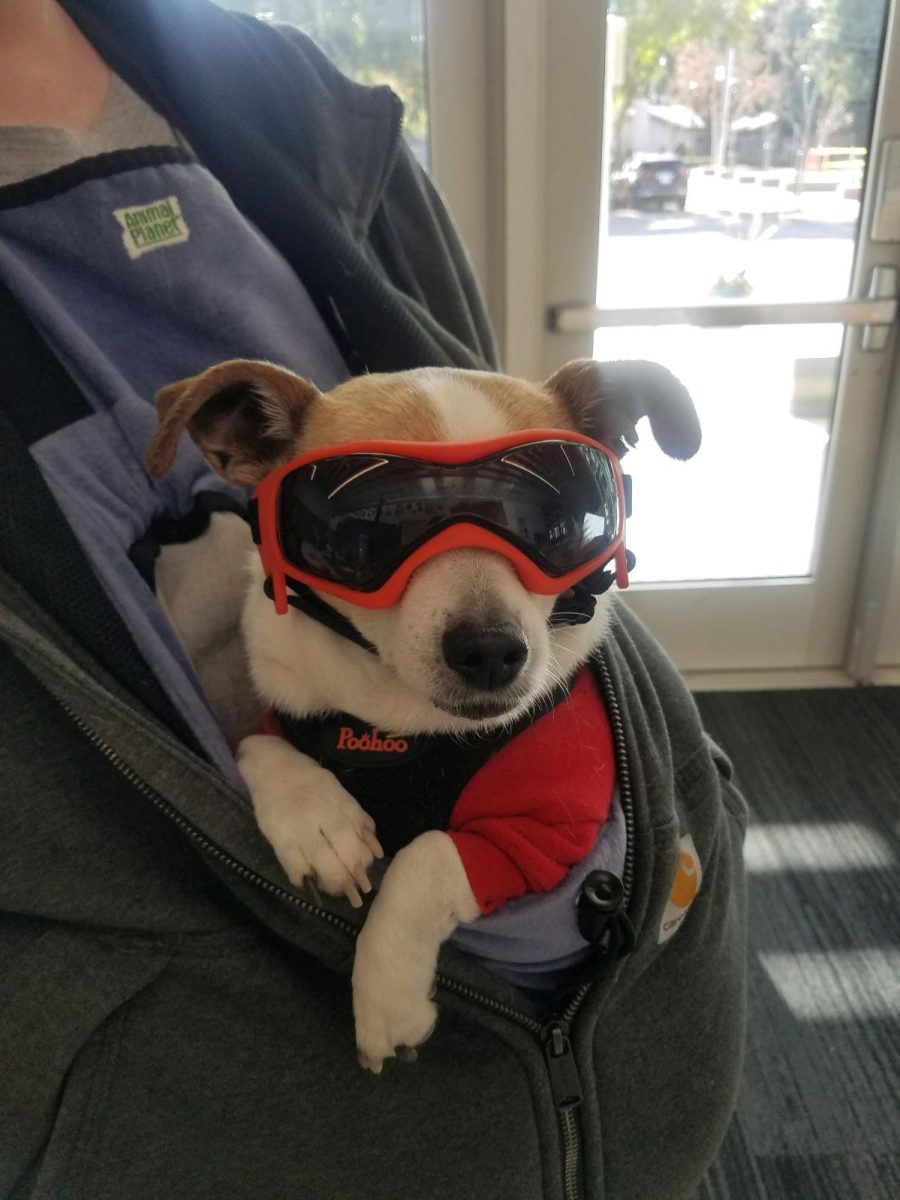 Dixie the Tiny Dog rocks sunglasses because "Future So Bright, I Gotta Wear Shades." Dixie passed away on Saturday, October 19th.